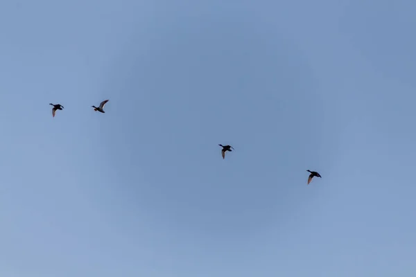 Aves Volando Cielo —  Fotos de Stock