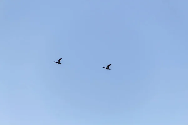 Πουλιά Που Πετούν Στον Ουρανό — Φωτογραφία Αρχείου