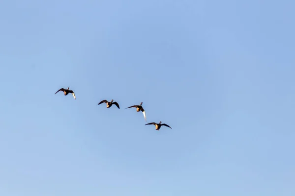 Птахи Літають Небі — стокове фото