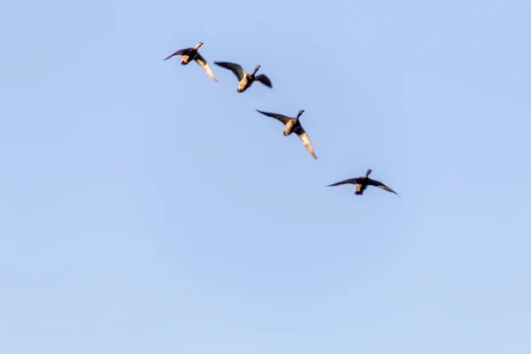 Ptaki Latające Niebie — Zdjęcie stockowe