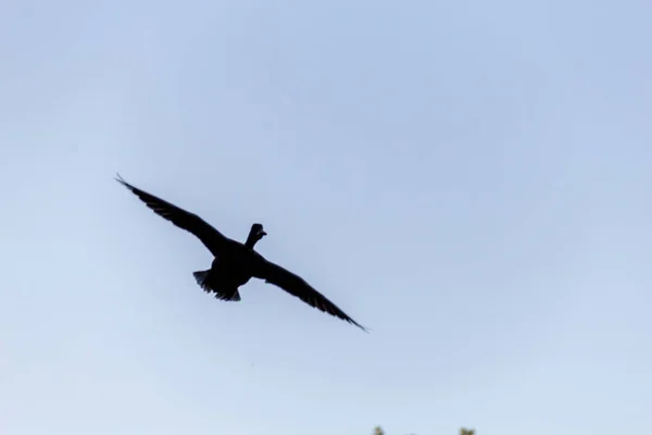 Vogels Die Lucht Vliegen — Stockfoto
