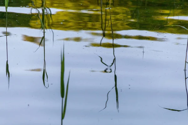 Reeds Lake — Stock Photo, Image