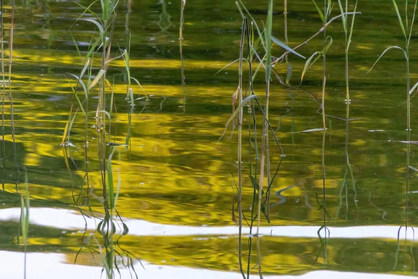 Reeds Lake — Stock Photo, Image