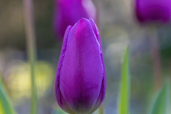 stock image purple tulip in the garden