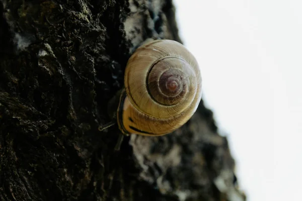 Schnecke Auf Einem Baum — Stockfoto