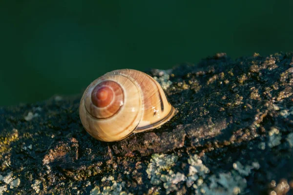 달팽이 — 스톡 사진