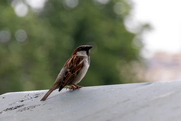Sparrow Ground — Stock Photo, Image
