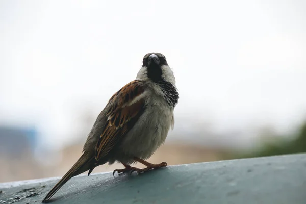 Sparrow Ground — Stock Photo, Image