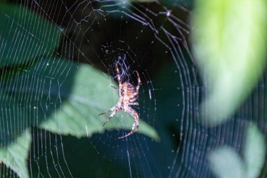 Örümcek Ağ Üzerinde