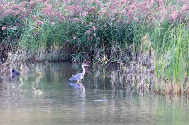 Gölette balıkçıl