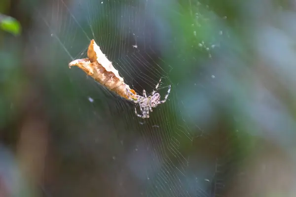 Spinnen Een Web — Stockfoto