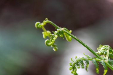 Yeşil bir yaprağa yaklaş
