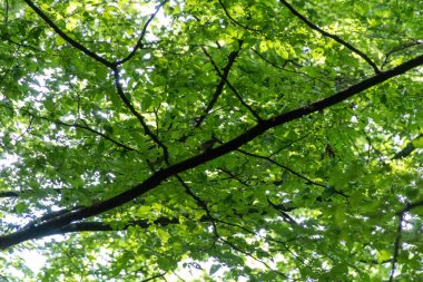 Ormanda yeşil yapraklar