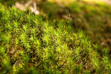 Yerde yeşil yosun