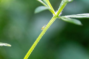 Çimlerin üzerindeki çiy tanesi
