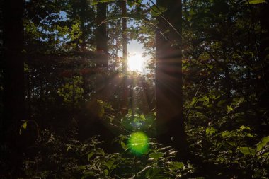 Ormanda güneş parlıyor.