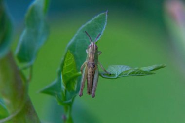 Yaprağın üzerindeki çekirge