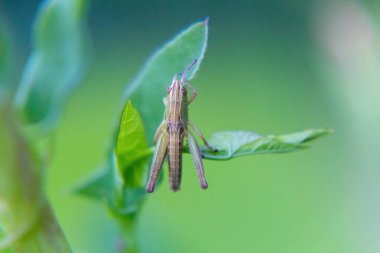 Yaprağın üzerindeki çekirge