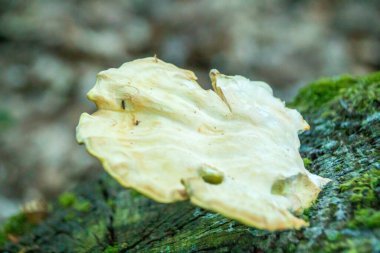 Ağaçtaki mantarı kapat.