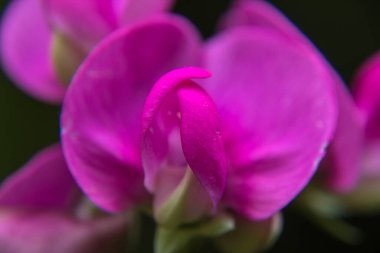 Pembe bir çiçeğe yaklaş