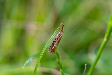 Yaprağın üzerindeki çekirge