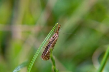 Yaprağın üzerindeki çekirge