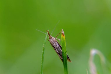 Yaprağın üzerindeki çekirge