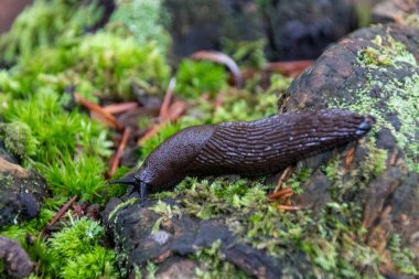 Ağaçtaki salyangoz