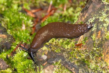 Ağaçtaki salyangoz