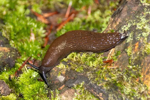 Ağaçtaki salyangoz