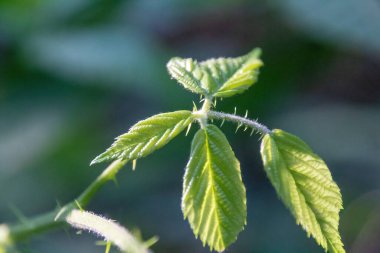 Ağacın yeşil yapraklarını kapat