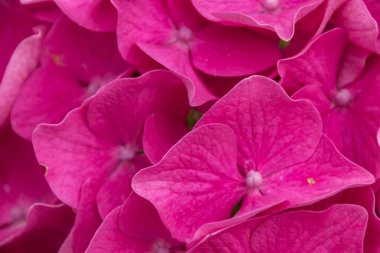 Pembe gül yapraklarını kapatın.