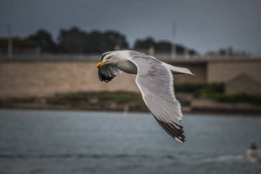 Martı denizin üzerinde uçuyor.
