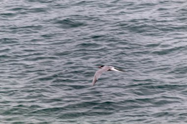 Martı denizin üzerinde uçuyor.
