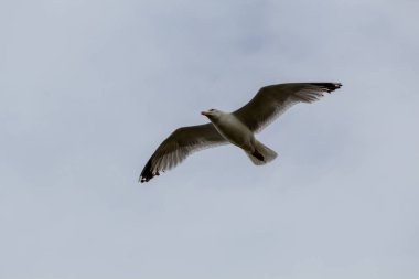 Martı gökyüzünde uçuyor.