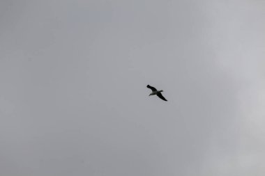 Martı gökyüzünde uçuyor.