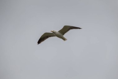 Martı gökyüzünde uçuyor.