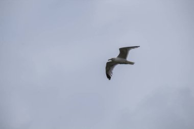 Martı gökyüzünde uçuyor.