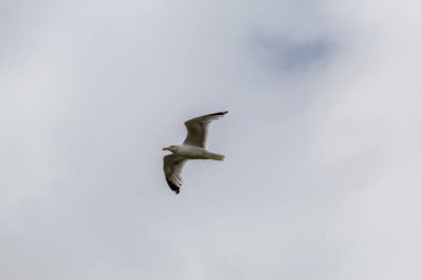 Martı gökyüzünde uçuyor.