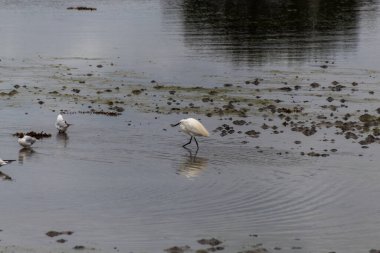 Heron Beach