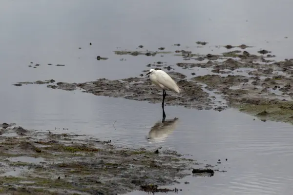 stock image heron on the beach