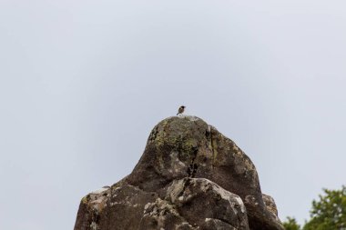 Sabahleyin menhirlerin hizalanması