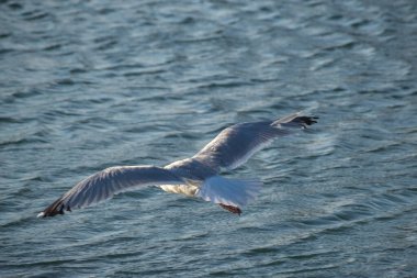 Martı denizin üzerinde uçuyor.
