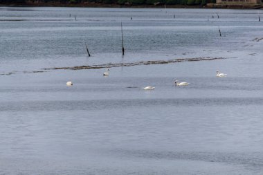 얼어붙은 호수에 오리