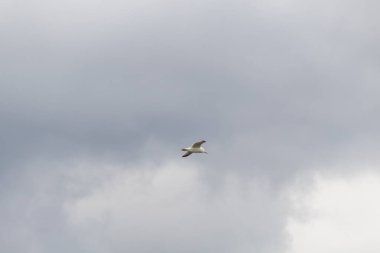 Gökyüzündeki kuş