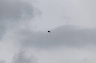 Gökyüzündeki kuş