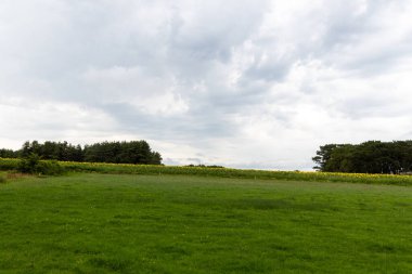 Ayçiçekleri ve bulutlar tarlası