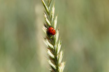 ladybird on a blade of grass clipart
