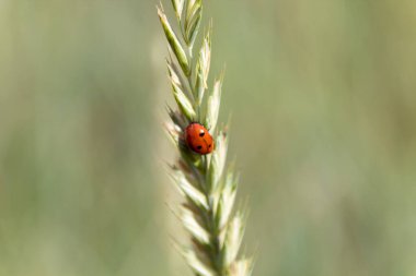 ladybird on a blade of grass clipart