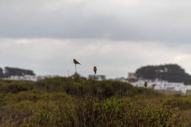 Alan üzerinde uçan kuşlar